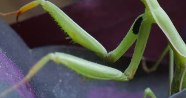 Mantis is wuivende zijn been zitten macro insect is op Violet blad plant laat Europese Mantis bidden Mantis Mantis Religiosa — Stockvideo