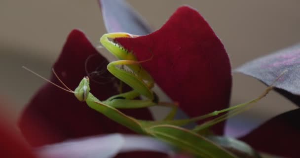 Mantis under blad hängande på violblad försöker klättra anläggningen lämnar Europeiska Mantis bön Mantis Mantis Religiosa — Stockvideo