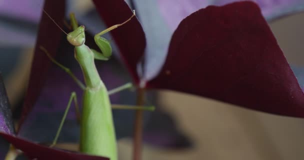 Modliszka jest wspinaczka powoli na fioletowe liść Modliszka pod liści roślin liści Europejskiej Modliszka Mantis obyczaj religijna — Wideo stockowe