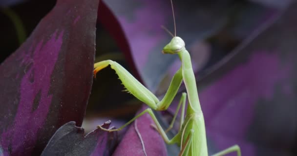 カマキリは、バイオレットの葉の植物に座って登るアンテナを動かしているヨーロッパのカマキリ祈りのカマキリ・レリジオサを去ります — ストック動画