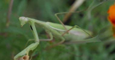 Kadife çiçeği Tagetes Mantis bileğinde peygamber devesi Avrupa Mantis Mantis arka plan bulanık Mantis SAP portakal çiçekler