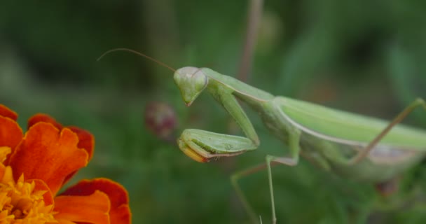 Sáska, a szárak narancs virág elszigetelt körömvirág Tagetes Mantis Religiosa Ájtatos Ájtatos manó — Stock videók