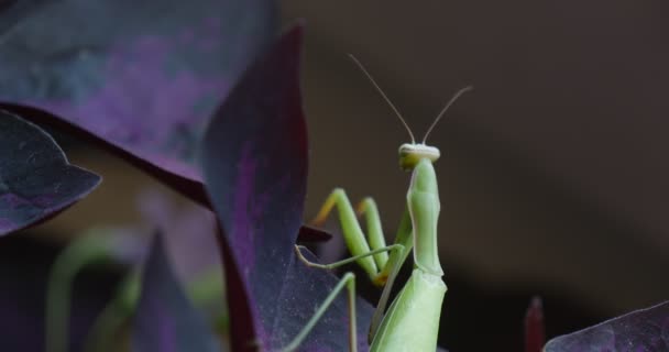 Mantis Religiosa γυρίζει το κεφάλι του αναρρίχηση με βιολετί φύλλα θολή φόντο είδος ακρίδος Ευρωπαϊκή Mantis — Αρχείο Βίντεο