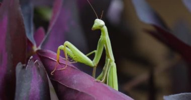Mantis bileğinde bir yaprak antenler arka plan bulanık peygamber devesi Avrupa Mantis üzerinde sallanan Menekşe yaprak uzun üst bacaklar