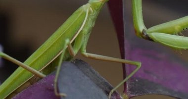 Menekşe yaprağı üzerinde oturan kadar peygamber devesi bileğinde makro bacaklar yakın arka plan peygamber devesi Avrupa Mantis bulanık