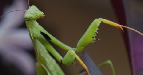 Mantis Religiosa μακροεντολή Close Up είναι δεν κινείται πόδια κεφάλι στενή επάνω κεραίες θολή φόντο Praying Mantis Ευρωπαϊκή Mantis — Αρχείο Βίντεο