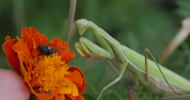 Los dedos del hombre ponen la mosca negra en la caléndula de la flor Inclinado la flor para insectos Borroso fondo Mantis Religiosa orando Mantis Europea Mantis — Vídeos de Stock