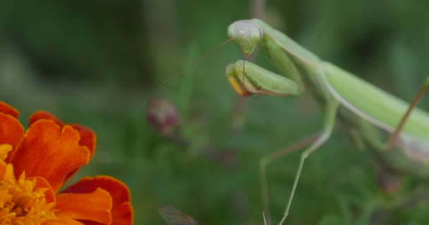 Le dita dell'uomo mettono la mosca nera al fiore Calendula inclinato il fiore all'insetto Mantide Religiosa Mantide di preghiera Mantide europea — Video Stock