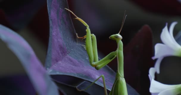 Mantis religiosa lange obere Beine berühren das violette Blatt kletternd zu den Blättern weiße Blüten verschwimmen Hintergrund Gottesanbeterin Europäische Gottesanbeterin — Stockvideo