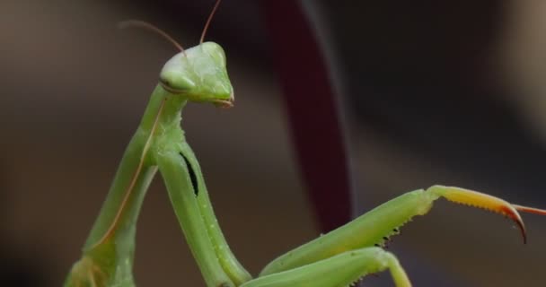 Mantis religiosa Makro Nahaufnahme Kopf Nahaufnahme Insekt schüttelt Kopfantennen verschwommener Hintergrund Gottesanbeterin Europäische Gottesanbeterin — Stockvideo