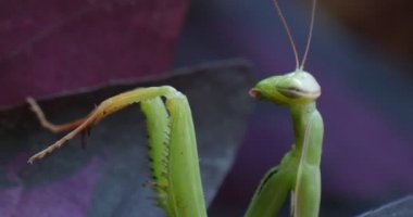 Mantis bileğinde makro kafa yakın kadar gözleri ile kapalı büyük üst bacaklar Menekşe yaprağı tırmanma bulanık arka plan peygamber devesi Avrupa Mantis