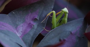 Mantis bileğinde olduğunu tırmanma yavaş yavaş yaprak yükselterek bacakları makro dönüm onun baş antenler bulanık arka Praying Mantis Avrupa Mantis bir şey