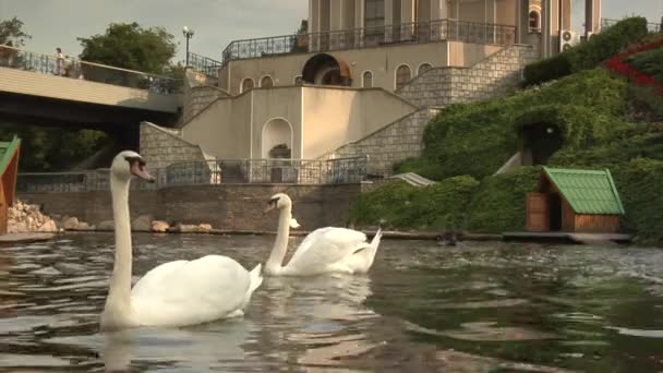 Hattyúk madarak, a tó közeli fel hattyúk házak hullámok a víz templom hídon keresztül a tó emberek gyaloglás híd egyház zöld dombon — Stock videók