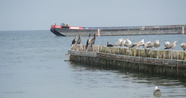 Meeuwen zitten op de Waterbrake lange zwarte lading Barge zweeft over de oprichting van de zee van Dam roynes gebouw werken op de zee zomer dag Blue Sky Seascape — Stockvideo