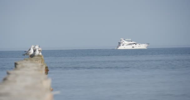 Sirályok ülni a hullámtörő nagy fehér hajó úszik a tenger nyári napon Seascape Lengyelország — Stock videók