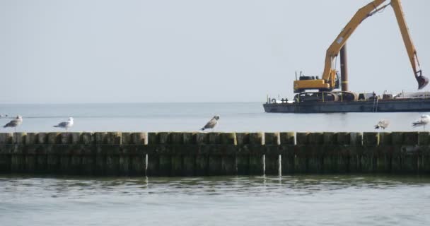 Чайки сидят на волнорезе на переднем плане две баржи работают на морской барже с экскаватором Аградация почвы Создание плотины Groynes Leba Польша — стоковое видео