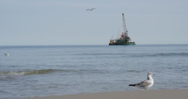 Måsarna vågorna bryter på stranden pråmen vid havet Aggradation av smutsa skapelsen av dammen Groynes byggnadsarbeten på havet sommardag Seascape Leba Polen — Stockvideo