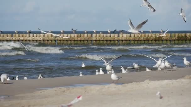 Gatorna i Leba, Polen under kite parad av International kite Festival. Människor som går flygande flaggor och slog trumman. — Stockvideo