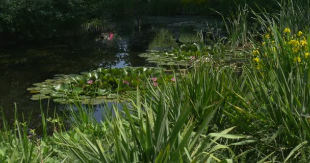 Rybník s vodními lilie, vodními rostlinami, odrazem lidí ve vodě — Stock video