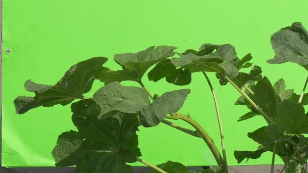 Planta verde con hojas grandes y tallo grueso, aleteo, cámara lenta — Vídeos de Stock