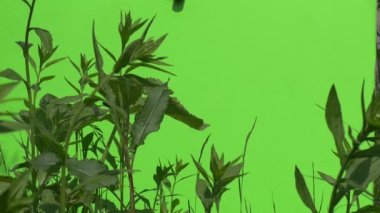 Yabani Ot Yeşil Taze Yeşillik, Yavaş Hareket