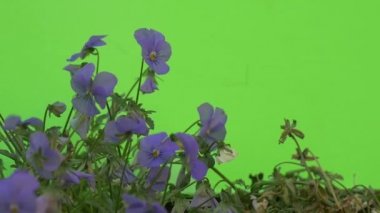 Mavi Viyola Tricolor Grubu Fluttering, Yavaş Hareket