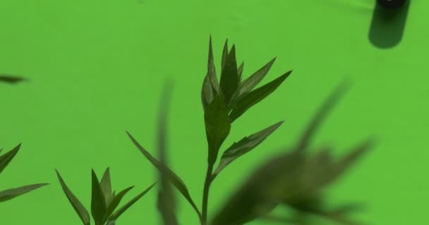 Fogliame giovane fresco verde della cima della pianta, offuscata — Video Stock