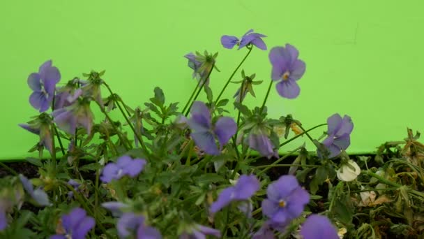 Blauwe altviool Tricolor Flowerbed, groene en droge stengels — Stockvideo