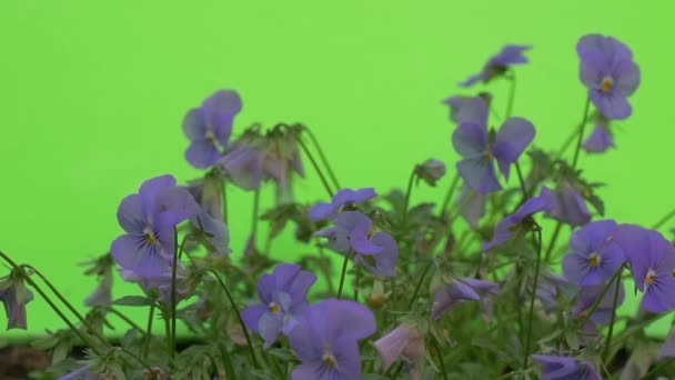 Blå Viola tricolor närbild, slow motion — Stockvideo