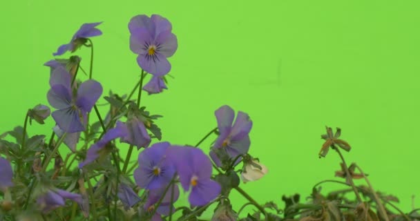 Groep van blauwe Viola Tricolor zijn Fluttering — Stockvideo
