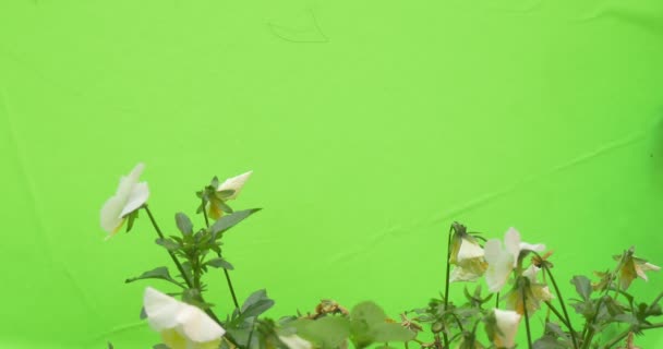 White Violas Tricolor on Flowerbed — 图库视频影像