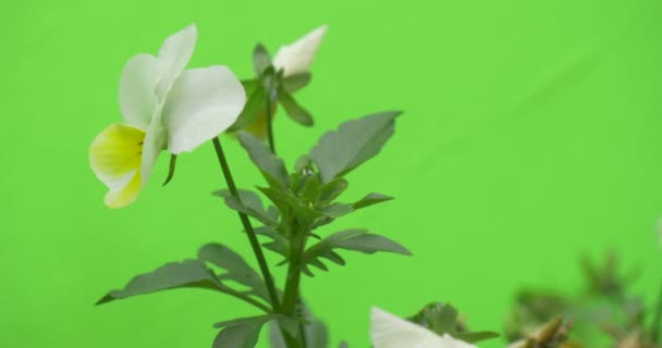 Viola Tricolor, White and Yellow Flower — Stock Video