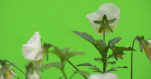 White Viola Tricolor, Group of Flowers, Backside, Fluttering, Leaf on foreground — Stockvideo