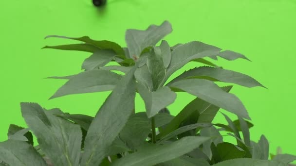 Folhagem fresca verde da planta, folhas no caule, vibração, câmera lenta — Vídeo de Stock