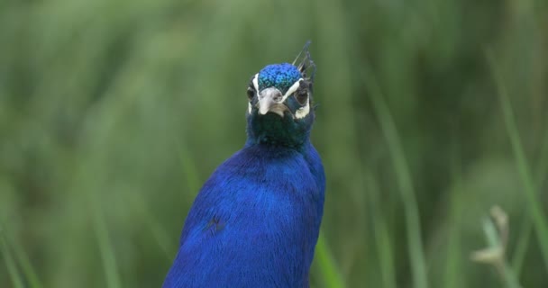 Gemeenschappelijke Peafuil, vogel, blauwe Peacock volledige gezicht, springen naar beneden, staart — Stockvideo