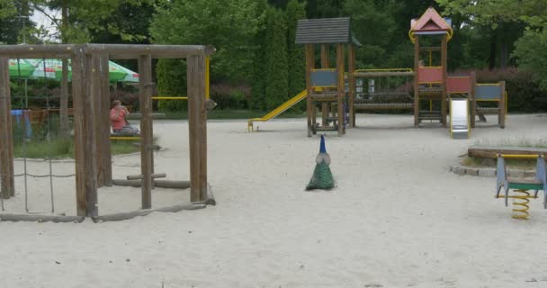 Kvinna tittar på vanliga Peafowl, fågel, blå Peacock på barn lekplats — Stockvideo