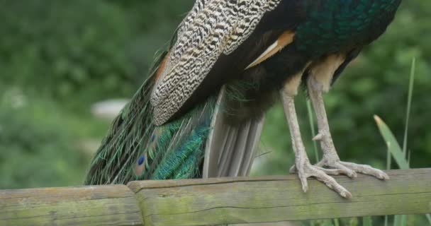 Közönséges páva, madár, Blue Peacock lába closeup — Stock videók