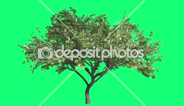 Kanca-diken Cromakey Senegalia Caffra Chroma anahtar Alfa yeşil arka plan ağaç ağaç yaprakları güneşli yaz Bahar üzerinde Rüzgar dalları çiçek, sallanan