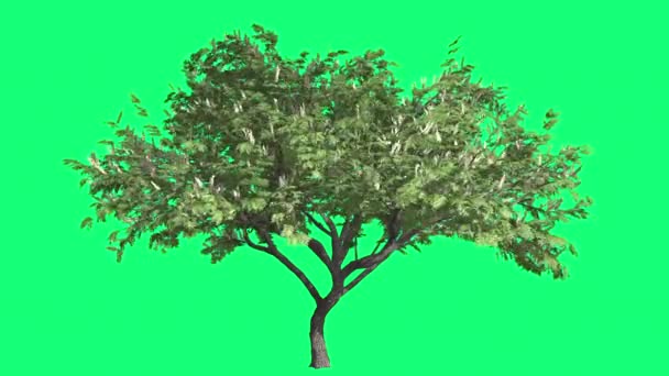 Hook-Thorn Cromakey Senegalia Caffra Chroma Clave Alfa Fondo Verde Árbol balanceándose en las ramas del viento Flores en el árbol Hojas Soleado Verano Primavera — Vídeo de stock