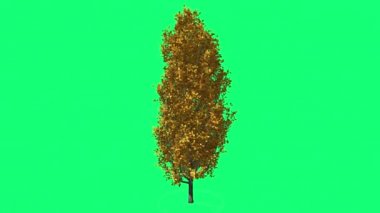 Cypress meşe Chromakey yeşil ağaç Chroma anahtar Alfa Studio Rüzgar güneş ışınları açık havada sallanan yeşil renkli sonbahar sonbahar sarı yapraklar