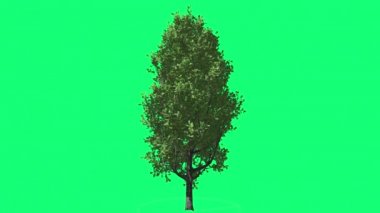 Cypress meşe Chromakey yeşil ağaç Chroma anahtar Rüzgar güneş ışınları açık havada Studio yaz bahar sallanan Alfa yeşil arka plan