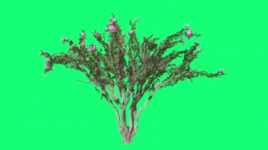 Krep Myrtle Cromakey Lagerstroemia Chroma anahtar Alfa yeşil arka plan ağaç Bush Rüzgar pembe sallanan çırpınan dalları yaprakları açık havada çiçekler