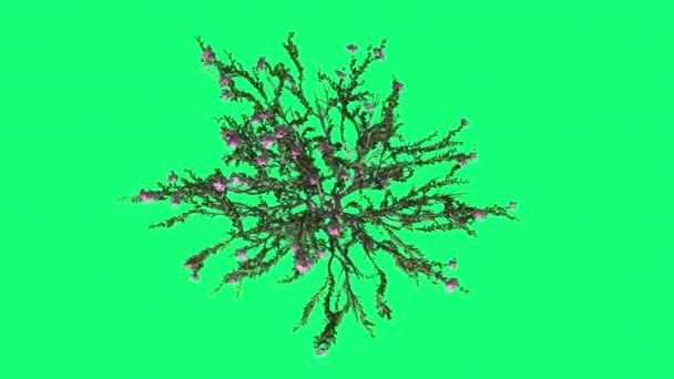 SORGFLOR myrten Cromakey Lagerstroemia Chroma Key Alfa grön bakgrund uppifrån och ner träd buske vajande i vinden rosa blommor fladdrande grenar blad — Stockvideo