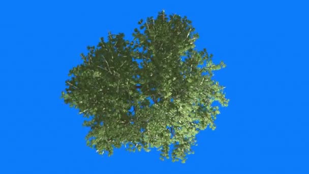 Crochet-Épine Cromakey Sénégalais Caffra Chroma Key Alfa Bleu Arbre de fond Balançant au vent Couronne Haut vers le bas Feuilles Ensoleillé En plein air Studio Printemps d'été 