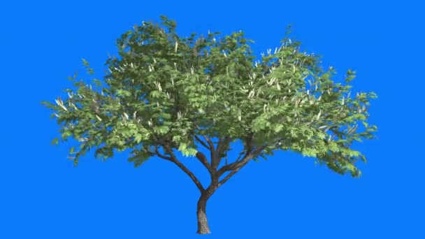 Gancio-Spina Cromakey Senegalia Caffra Chroma chiave Alfa Blue Sfondo Albero Ondeggiante ai rami del vento Fiori sull'albero Foglie Soleggiato Estate Primavera — Video Stock