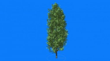 Cypress meşe Chromakey yeşil ağaç Chroma anahtar Rüzgar güneş ışınları açık havada Studio yaz bahar sallanan Alfa mavi arka plan ince uzun ağaç