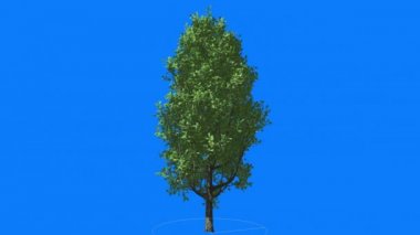 Cypress meşe Chromakey yeşil ağaç Chroma anahtar Rüzgar güneş ışınları açık havada Studio yaz bahar sallanan Alfa mavi arka plan