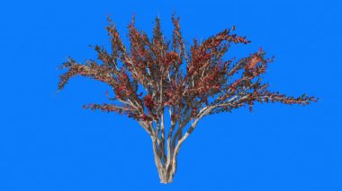 Krep Myrtle Cromakey Lagerstroemia Chroma anahtar Alfa mavi arka plan ağaç Bush Rüzgar Red de sallanan çırpınan dalları yaprakları sonbahar sonbahar yaprakları