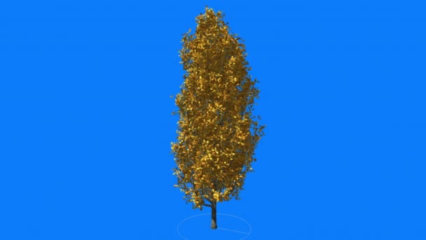 Cypress Oak Chromakey Verde Árbol Chroma Clave Alfa Azul Fondo Otoño Amarillo Hojas Balanceándose al Viento Rayos de Sol Al Aire Libre Estudio — Vídeos de Stock