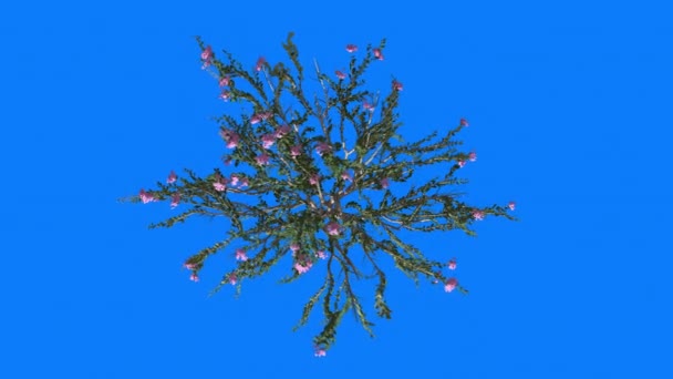 Mirt Cromakey Lagerstroemia Chroma klucz Alfa niebieskim tle góry na dół drzewo krzew kołysząc w różowy wiatr kwiaty trzepotanie oddziałów liści — Wideo stockowe